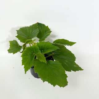 Begonia dipetala [#2118]