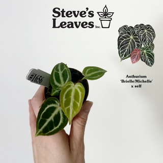 Anthurium 'Brielle'/'Michelle' x self - 2 Seedlings [#1656]