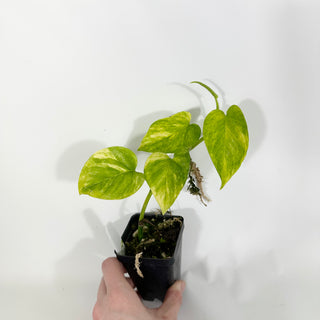 Z-4511 - Epipremnum aureum 'Alta Voltagem'