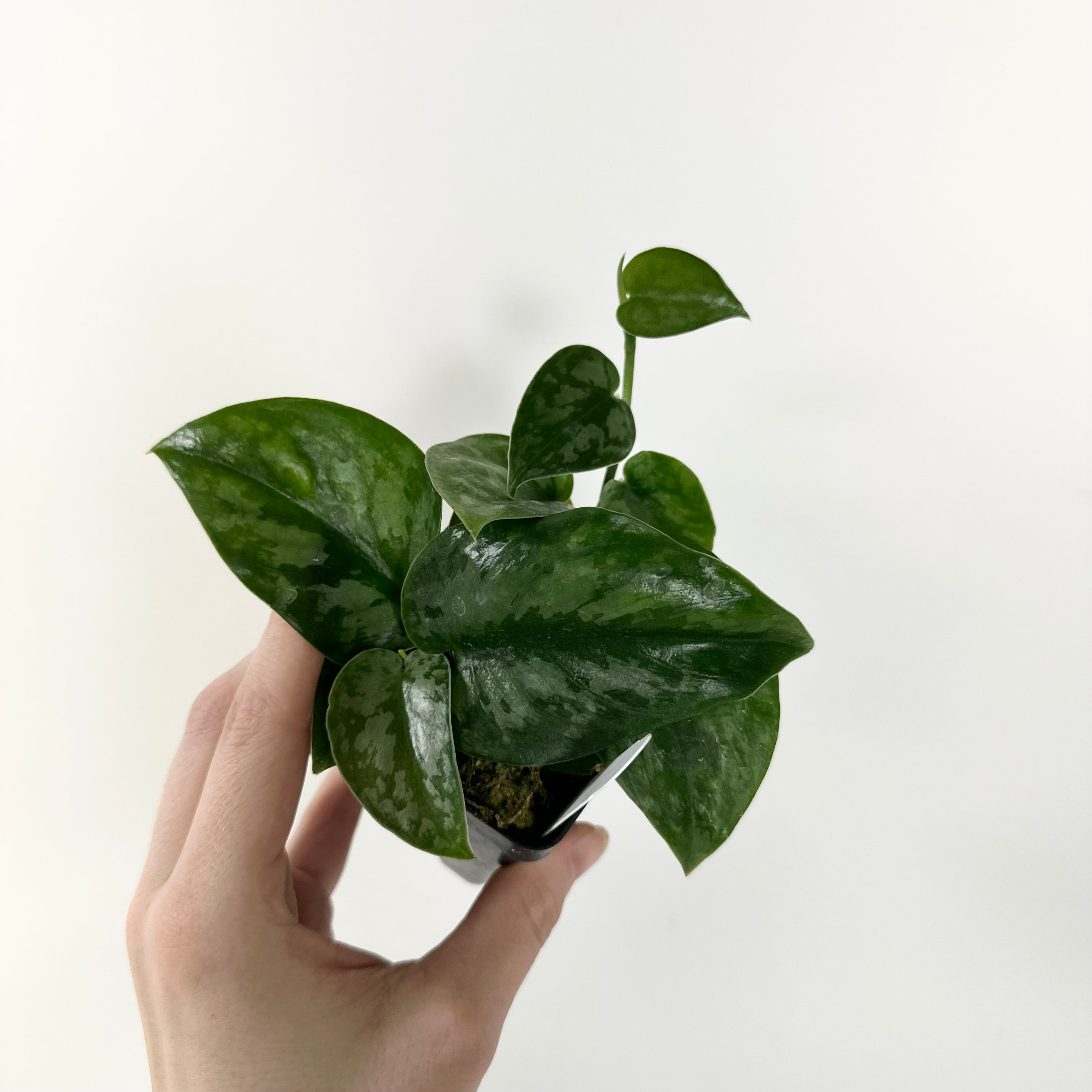 black leaves pothos Scindapsus pictus 'Black Mamba' – Steve's Leaves