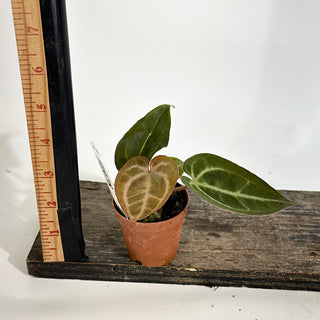 Anthurium 'Contessa' x self - Seedling [#1978]