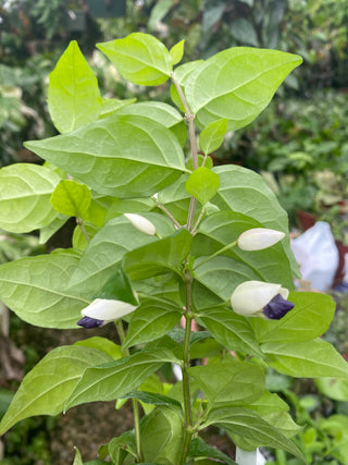 Thunbergia erecta