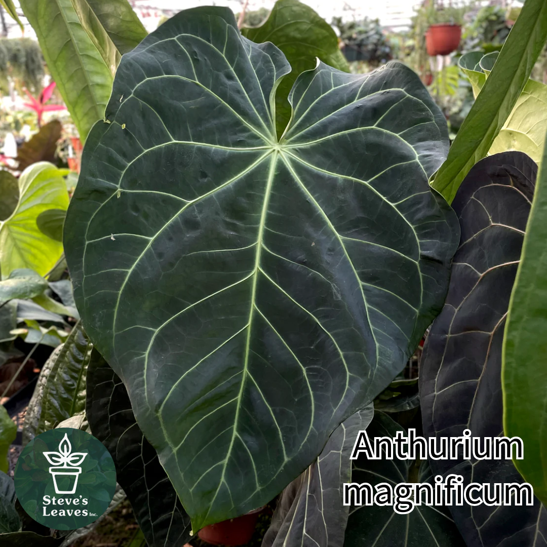 anthurium magnificum norte Anthurium magnificum/crystallinum x nigrolaminum 'Gigi'