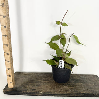 Hoya pusilla Malaysia [#2372]