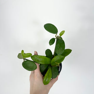 Hoya liangii [#2315]