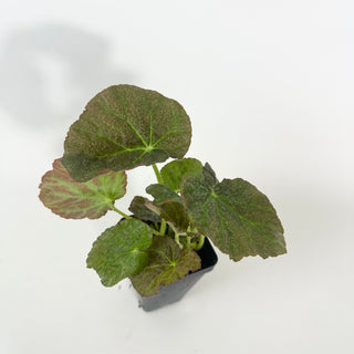 Begonia U538 [#2128]
