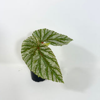 Begonia brevirimosa (Silver Form) [#2092]