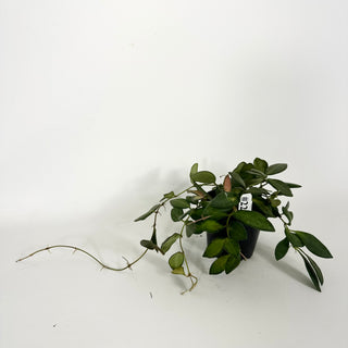 Hoya sp. aff. burtoniae (variegated) [#2224]