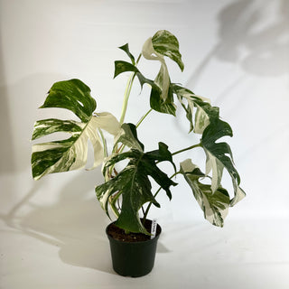 Monstera deliciosa var. borsigiana albo-variegata [#1968]
