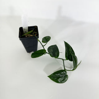 Z-4588 - Scindapsus pictus 'Black Mamba'