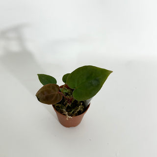 Z-4425 - Anthurium 'Dimples' x self - 2 Seedlings