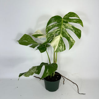 Monstera deliciosa var. borsigiana albo-variegata [#2092]