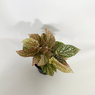 Begonia 'Snow Capped' (Variegated) [#1470]
