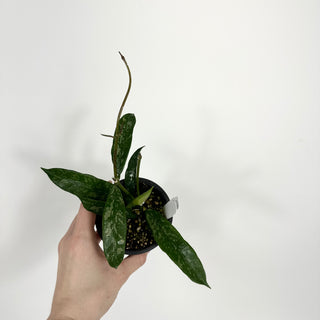 Hoya griffithii (Splash) [#2199]