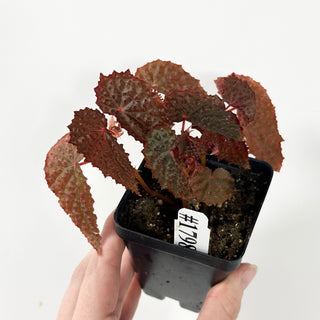 Begonia baik x ocellata [#1798]