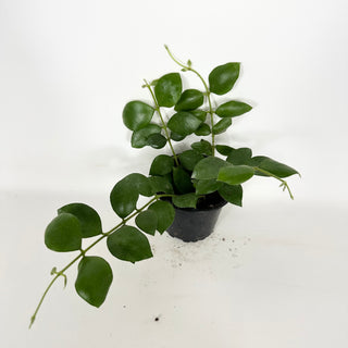 Hoya aeschynanthoides [#2298]