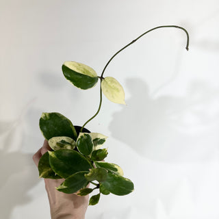 Z-4863 - Hoya incrassata "Moon Shadow"