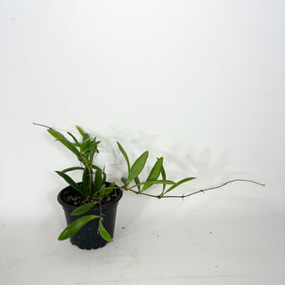 Hoya loherii [#2361]