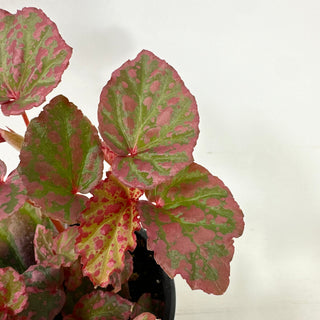 Begonia "Crazy Pink" [#1987]