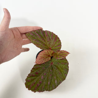 Begonia "Crazy Pink" [#2133]