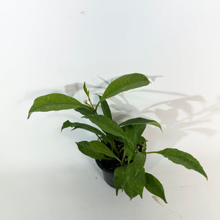 Hoya occultata [#2191]