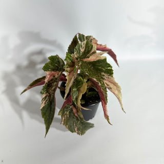 Begonia 'Ginny Galaxy' [#1871]