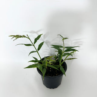Z-4684 - Hoya paxtonii