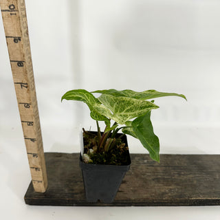 Z-4586 - Syngonium podophyllum 'Batik' variegata