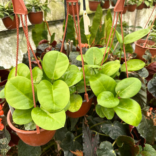 Hoya australis ‘Kapoho’