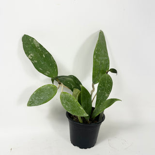 Hoya 'Stevo' (RHM 011-05)