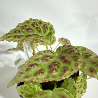 Begonia dracopelta (dark form) [#1879]