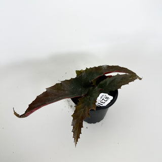 Begonia 'Peppermint Princess' [#2310]