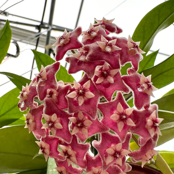 Hoya carnosa 'Holliana' | Steve's Leaves Apocynaceae Exotic Plants