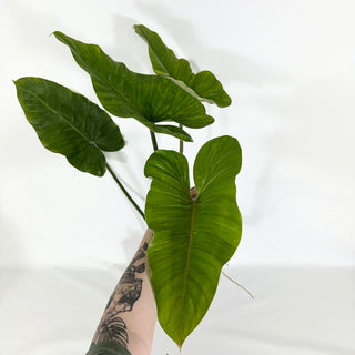 Philodendron subhastatum variegata (Non-TC) [#1539]