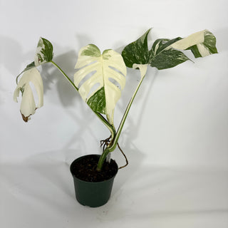 Monstera deliciosa var. borsigiana albo-variegata [#1314]