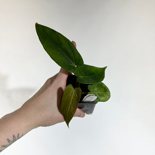 Anthurium dorayaki x nigrolaminum 'Gigi' (wide sinus) [#1793]
