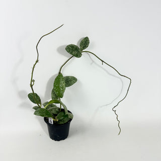 Hoya waymaniae 'Cloudy Sky' [#2137]