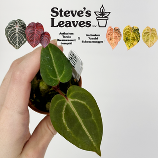 Anthurium 'Tezula Dreamweaver'/dorayaki x 'Arnold Schwarzenegger' - Seedling [#1412]