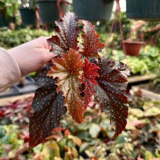 Begonia 'Little Miss Mummey'