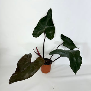 Philodendron 'Dark Lord' (Non-TC) [#1157]