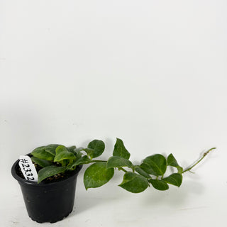 Hoya obscura (outer variegated) [#2332]