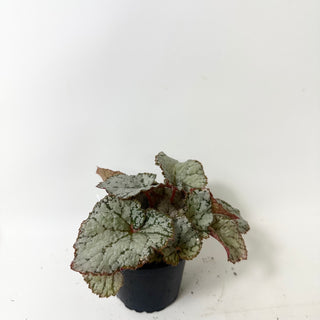 Begonia 'Desperado' [#2009]