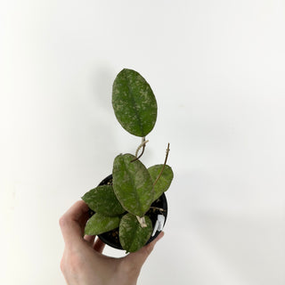 Hoya kalbar (round leaves) [#1652]