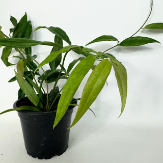 Hoya megalantha [#2287]