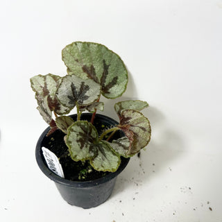 Begonia lanternaria [#2008]