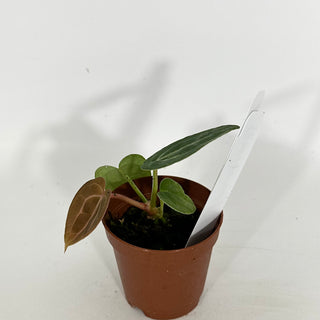 Z-4619 - Anthurium 'Tezula Dreamweaver'/dorayaki x 'Arnold Schwarzenegger' - Seedling