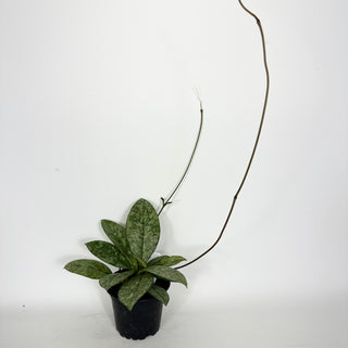 Hoya crassipetiolata (Splash) [#2282]