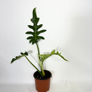 Z-4548 - Philodendron 'Bob Cee’ (Non-TC)