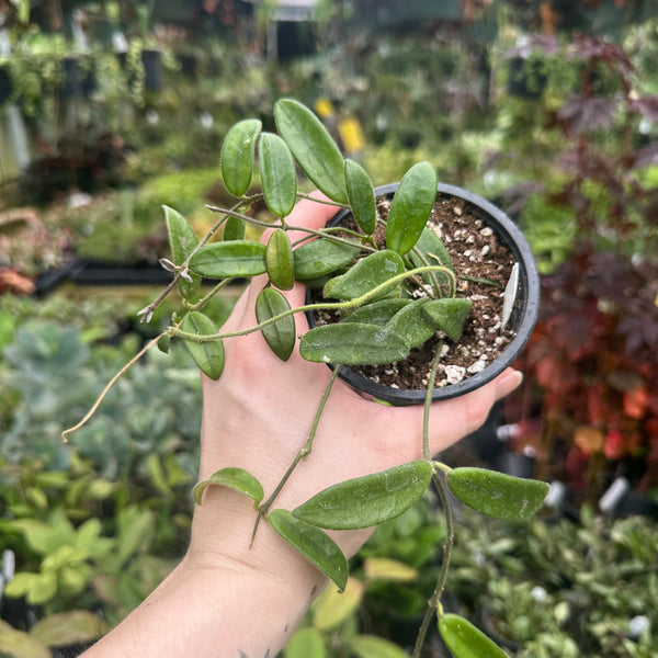 その他観葉植物 HOYA Lyi Hoya lyi – Steve's Leaves