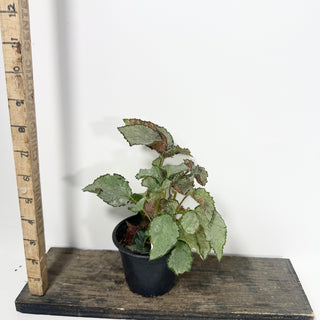 Begonia 'Madhatter' [#2057]